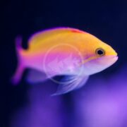 An ANTHIAS - BICOLOR Pseudanthias bicolor graces a deep blue backdrop. Its vibrant yellow and pink gradient, streamlined body, and prominent eye harmonize with delicate fins that blend beautifully with the serene aquatic setting.