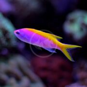 A vibrant ANTHIAS - EVANSI Pseudanthias evansi with a bright pink body and striking yellow tail swims against a dark, blurred underwater background, showcasing its streamlined shape as it is positioned horizontally in the center of the image.