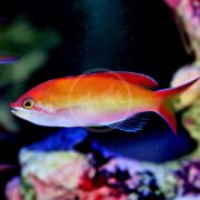 A vibrant ANTHIAS - FLAME / IGNITUS Nemanthias ignitus with a streamlined body swims against a dark background, highlighting its delicate fins, while blurred coral and rocks hint at an aquarium setting.