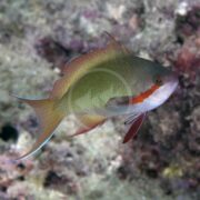 The ANTHIAS - HUTCHII GREEN Pseudanthias huchtii, featuring a vivid green and yellow body with red near its eye and blue-tipped fins, moves gracefully close to the ocean floor, set against a blurred backdrop of rocky coral and muted hues.