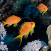 Three vibrant ANTHIAS - LYRETAIL Pseudanthias squamipinnis swim near coral in a deep blue underwater scene. The coral shows varied textures and white shades. The fish have yellow fins and purple patterns, contrasting brilliantly against the dark background.
