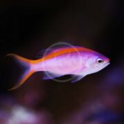 The ANTHIAS - PURPLE QUEEN Mirolabrichthys tuka elegantly swims against a dark backdrop, its signature pink body and orange stripe vividly displayed. Its tail and beautifully translucent fins flash in shades of orange.