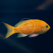 A mesmerizing ANTHIAS - RED STRIPE Pseudanthias fasciatus swims against a dark blue background, showcasing its bright orange-red hues, a striking purple stripe along its side, and tail and fins with hints of green and blue.
