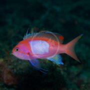 The ANTHIAS - SQUARE BACK Pseudanthias pleurotaenia, with its vibrant pink, orange, and purple hues and graceful long fins, glides elegantly against a dark underwater backdrop.