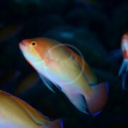 A brightly colored ANTHIAS - STOCKY Pseudanthias hypselosoma with a yellow body and hints of orange and purple swims in a dark underwater setting, its fins edged in blue. Another fish is partially visible on the right.
