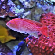 In a colorful aquarium, an ANTHIAS - TWO SPOT Pseudanthias bimaculatus with vibrant red stripes swims gracefully, accompanied by coral and other fish.