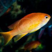 A vibrant ANTHIAS - BLOOD SPOT / YELLOW LINED Pseudanthias luzonensis glides through a dark underwater world, its scales shimmering under the glow. The deep blue backdrop blurs, evoking an aquarium setting, home to this stunning fish.