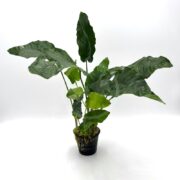 The ANUBIAS - BARTERI Anubias barteri is a potted green plant with large, elongated leaves set against a plain white background. The glossy texture and shading emphasize its healthy, vibrant foliage.