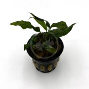 Chili Jalapeno Anubias 'Chili Jalapeno'