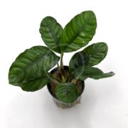 A small potted ANUBIAS - COFFEEFOLIA Anubias barteri coffeefolia with broad, glossy green leaves and distinct veins sits elegantly in a black pot against a white background.
