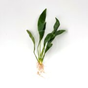 The ANUBIAS - CONGENSIS features small green leaves in a graceful, elegant cluster and visible spreading roots, set against a plain white background.
