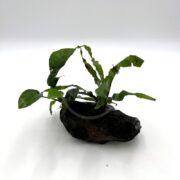 A small green plant with elongated, slightly wavy leaves sprouting from an irregular rock evokes the elegance of the ANUBIAS & JAVA FERN - ON DRIFTWOOD (Anubias barteria & Microsorum pteropus) against a white background.