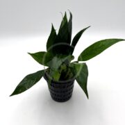 anubias-lanceolata
