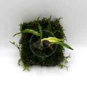 Mat of christmas moss with anubias minima.