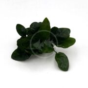 anubias nana