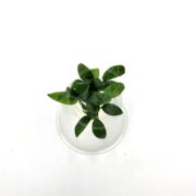 The ANUBIAS - NANA BONSAI Anubias nana bonsai plant, in a small green form, rests delicately in a transparent glass cup against a plain white background, viewed from above.
