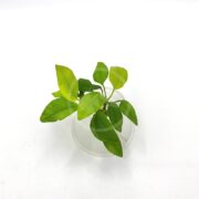 A small green ANUBIAS - NANA GOLDEN Anubia nana golden with broad leaves sits elegantly in a transparent container on a white background.