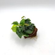A small ANUBIAS - NANA ON LAVA ROCK features broad, glossy green leaves that grow elegantly from a brown lava rock substrate, with visible roots extending gracefully out from the bottom against a plain white background.