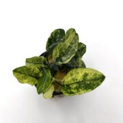 Top view of ANUBIAS - NANA PINTO, showcasing green and yellow variegated leaves with speckled and solid patterns for a textured appearance against a plain white background.