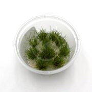 A clear plastic container with several small clumps of green grass-like aquatic plants submerged in water, placed on a white surface.