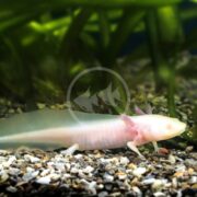 The AXOLOTL - ALBINO Ambystoma mexicanum, showcasing translucent skin and pink gills, elegantly moves over gravel beneath lush green aquatic plants, highlighting its delicate features in a tranquil underwater scene.