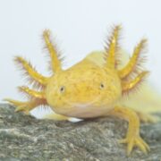 A close-up of a copper Ambystoma mexicanum, also known as an axolotl, features feathery external gills on its head as it sits on a rock. The soft white background accentuates this fascinating creatures distinctive characteristics.
