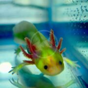 A vibrant AXOLOTL - GFP LEUSISTIC Ambystoma mexicanum with red gills and a greenish-yellow body swims in clear blue water, facing the camera. Bubbles cling to the glass, enhancing the lively underwater scene and showcasing its beauty.