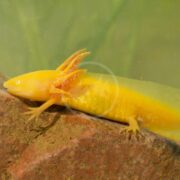 A gold albino *AXOLOTL - Ambystoma mexicanum* with feathery gills rests on an underwater rock, set against a greenish background hinting at aquatic plants.