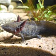 A close-up of an AXOLOTL - WILD TYPE Ambystoma mexicanum in an aquarium showcases its speckled brown body and unique pink external gills, resting on sandy gravel with lush green plants behind it.