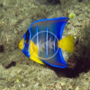 A vibrant ANGEL - BLUE Holacanthus bermudensis angelfish, noted for its distinct blue stripes, swims near the sandy ocean floor amidst patches of marine vegetation.