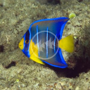 TANG - BLUE HIPPO Paracanthurus hepatus - Aquatics Unlimited