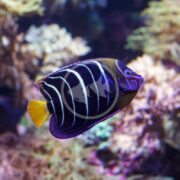 The ANGEL - CHRYSURUS Pomacanthus chrysurus, with vibrant blue and yellow hues and distinctive circular patterns, swims near a coral reef under soft purple and orange lighting, creating an underwater spectacle.