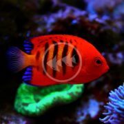 A vibrant ANGEL DWARF - FLAME (Centropyge loriculus) with black stripes swims in a coral reef tank, sporting blue accents on its fins as it glides near green coral, creating a vivid underwater scene.