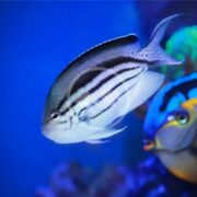 An ANGEL - LAMARCK Genicanthus lamarck glides gracefully through the aquarium, its shimmering body with horizontal black stripes. A smaller fish peeks from vibrant coral and lush plants nearby, enhancing this serene underwater scene.