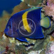 A vibrant ANGEL - MACULOSUS Pomacanthus maculosus, showcasing deep blue and yellow markings, swims near coral. It features distinct neon blue outlines against a dark body with a prominent yellow stripe, set in a lively aquatic environment.