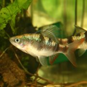 A small, colorful BARB - ARULIUS Puntius arulius with shimmering scales and vertical black stripes swims gracefully near green aquatic plants in a bright aquarium.