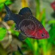 A vibrant BARB - BLACK RUBY (Pethia nigrofasciata) with a red head and dark, scaly body gracefully swims in the tank, its striking colors contrasted by the blurred green aquatic plants in the background.