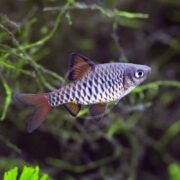 A BARB - CHECKERBOARD Oliotius oligolepis, adorned with patterned scales and red-tinted fins, swims gracefully near green plants in an aquarium.