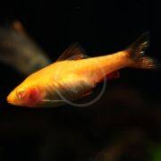 A vibrant BARB - CHERRY ALBINO Puntius titteya with translucent fins swims in a dark aquatic setting, its scales shimmering under the light. Its reddish eyes are visible against a blurred background, suggesting other underwater life.