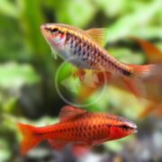 Two vibrant fish swim in an aquarium. The upper fish is golden yellow with black stripes, while the lower BARB - CHERRY Puntius titteya is bright red with subtle black markings, standing out against a blurred green aquatic background.