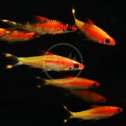 A school of BARB - DENISONII / ROSELINE SHARK GOLD Sahyadria denisonii, with sleek, bright orange and yellow bodies and black tail accents, swim gracefully against a dark background, their vivid colors standing out brilliantly amidst the shadows.