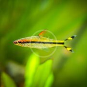 A vibrant BARB - DENISONII / ROSELINE SHARK (Sahyadria denisonii) with a black stripe, yellow, and red markings swims gracefully against a green, blurred aquatic backdrop.