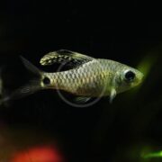 A close-up of a BARB - DRAPEFIN Oreichthys cosuatis swimming shows its scaley body, notable black spot near the tail fin, speckled fins, large eye, and slightly open mouth amidst dark water with subtle green and reddish hues.
