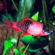 A vibrant BARB - MELON / PANDA (Haludaria fasciata) glides among green aquatic plants, showcasing its red and black scales and prominent dorsal fin. A blurred background highlights the fishs vivid colors.