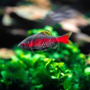 A small, vibrant BARB - ODESSA Pethia padamya with a black body, bright red belly, and red-tipped fins swims above lush green aquatic plants in a clear aquarium.