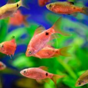 A group of small, vibrant red ROSY LONGFIN Pethia conchonius with black markings swims in a clear aquarium, set against green aquatic plants and a deep blue backdrop that enhances their vivid colors.