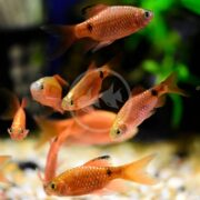 A group of lively BARB - ROSY Pethia conchonius with black markings swim in a clear aquarium, decorated with green plants and a pebble substrate, creating a colorful contrast against the vibrant background.