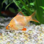 A BARB - TIGER ALBINO Puntigrus tetrazona with translucent scales swims gracefully in a planted aquarium against a blurred backdrop of green aquatic plants and gravel substrate.