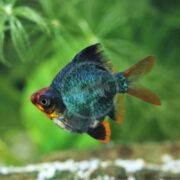 A BARB - TIGER GREEN BALLOON (Puntigrus tetrazona) fish, with its shimmering scales and delicate fins, swims gracefully in an aquarium. Blurred lush aquatic plants create a vibrant backdrop.