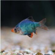 A small BARB - TIGER GREEN Puntigrus tetrazona with vibrant blue and orange scales swims in a tank, resembling a green tiger barb. Its fins are partially orange, and it has an orange-tipped face. The blurred background features pebbles at the bottom.